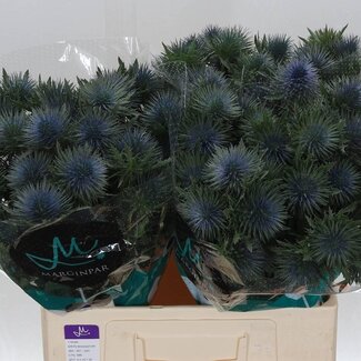 Freshy Eryngium Magnetar Qstar