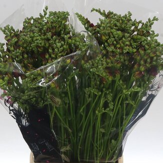 Freshy Freesia dubbel Expression