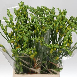 Freshy Freesia dubbel Soleil