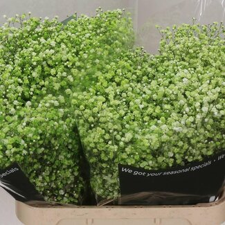 Freshy Gypsophila Gipskruid Kleurbehandeld “Apple Green” | Kleur: Groen | Lengte ± 80 centimeter | Per 25 stelen verse bloemen