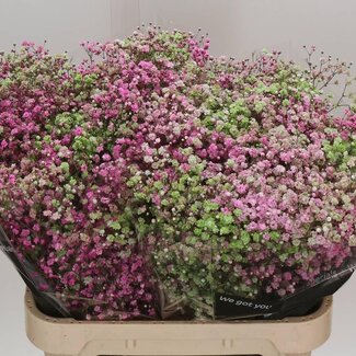 Freshy Gypsophila Gipskruid Kleurbehandeld “Disco Las Vegas” | Kleur: Gemengde Kleuren | Lengte ± 80 centimeter | Per 25 stelen verse bloemen