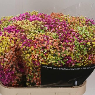 Freshy Gyps Kleurbehandeld Lovely Rainbow