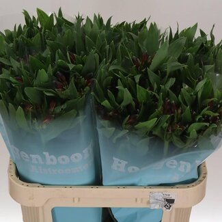 Freshy Alstroemeria Rockstar