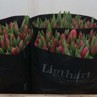 Freshy Tulp enkel Ivory Queen