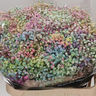 Freshy Gyps Kleurbehandeld Rainbow Pastel