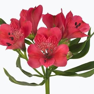 Freshy Alstroemeria Rome