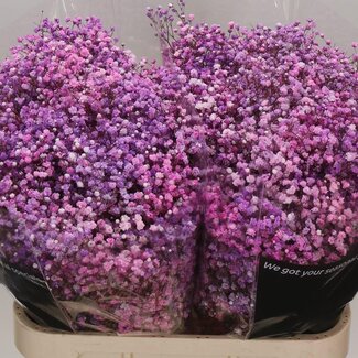 Freshy Gypsophila Gipskruid Kleurbehandeld “Disco Lovely Pink” | Kleur: Gemengde Kleuren | Lengte ± 80 centimeter | Per 25 stelen verse bloemen