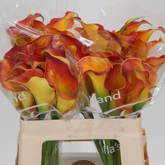 Freshy Zantedeschia Calla “Callista” | Kleur: Oranje | Lengte ± 55 centimeter | Per 10 verse bloemen