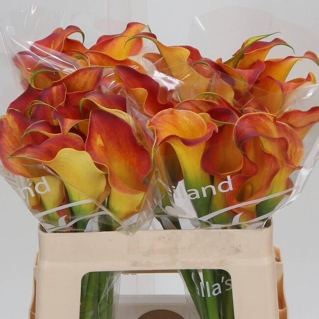 Zantedeschia Calla “Callista” | Kleur: Oranje | Lengte ± 55 centimeter | Per 10 verse bloemen