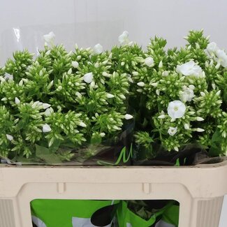 Freshy Phlox Paniculata “Icecap” | Kleur: Wit | Lengte ± 70 centimeter | Per 25 stelen verse bloemen