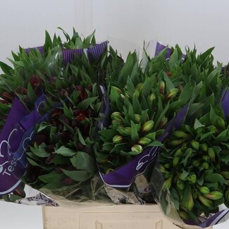 Freshy Alst.kort Gem In Fust Import Ex