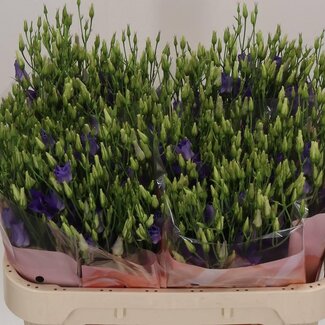 Freshy Eustoma Enkelbloemig Botanic Blue