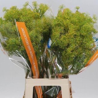 Freshy Anethum Graveolens