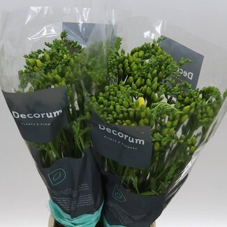 Freshy Freesia dubbel Marseille Extra