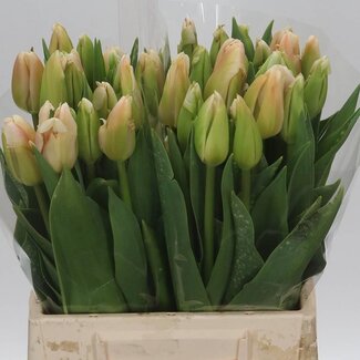 Freshy Enkelbloemige Tulp “Darwin” | Kleur: Gemengde Kleuren | Lengte ± 44 centimeter | Per 20 verse bloemen