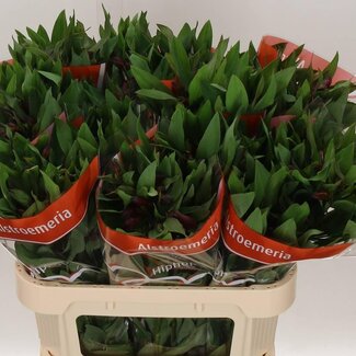 Freshy Alstroemeria Hiphop