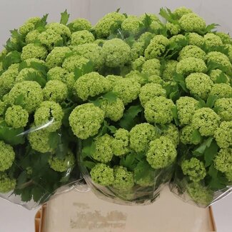 Freshy Viburnum Sneeuwbal | Kleur: Wit | 2 koppen | Lengte ± 80 centimeter | Per 10 stelen verse bloemen