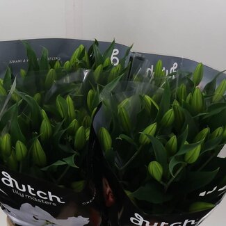 Freshy Lelie Oriental Aqua “Signum” | Kleur: Wit | Lengte ± 90 centimeter | Per 10 stelen verse bloemen