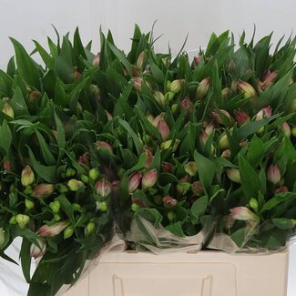 Freshy Alst.kort Layla