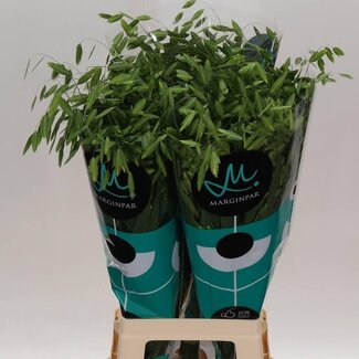 Freshy Chasmanthium Latifol Mantis