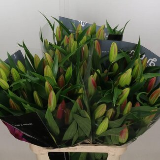 Freshy Lelie Oriental Aqua Dalian