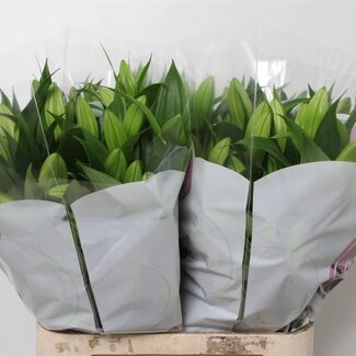 Freshy Lelie Oriental Aqua Trocadero