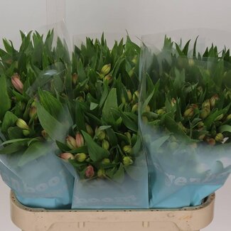 Freshy Alstroemeria “Layla” | Kleur: Roze | Lengte ± 75 centimeter | Per 10 stelen verse bloemen