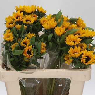 Freshy Helianthus Sunova