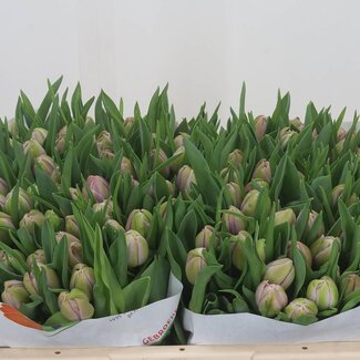Freshy Dubbelbloemige Tulp “Katinka” | Kleur: Paars | Lengte ± 35 centimeter | Per 50 verse bloemen