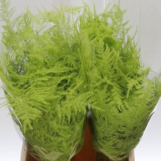 Freshy Asparagus Kort Mint