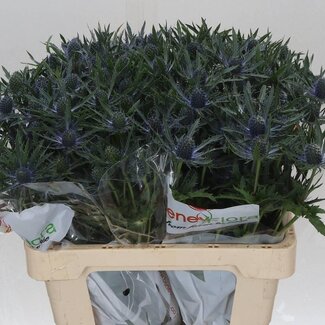 Freshy Eryngium Mag Blue Lagoon