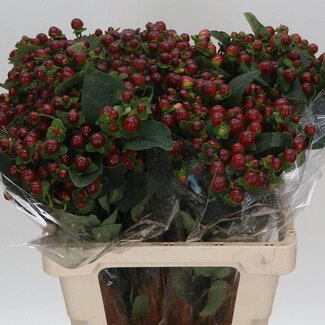 Freshy Hypericum “Magical Seasons” | Kleur: Rood | Lengte ± 60 centimeter | Per 25 stelen verse bloemen