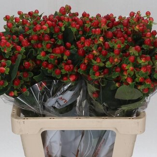 Freshy Hypericum “Magical Triumph” | Kleur: Rood | Lengte ± 60 centimeter | Per 25 stelen verse bloemen