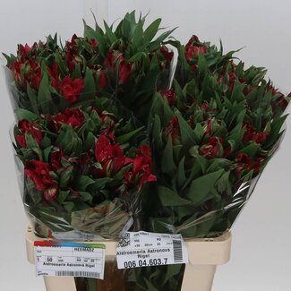 Freshy Alstroemeria Astro Rigel