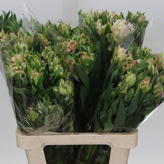 Freshy Alstroemeria Astro Thabit