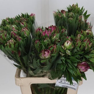 Freshy Alstroemeria Astro Libra