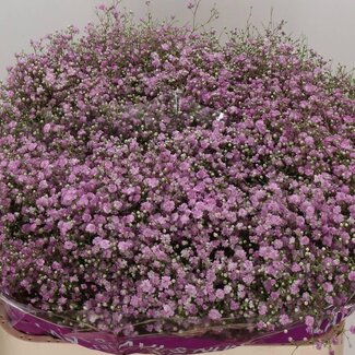 Freshy Gypsophila Paniculata Gipskruid “My Pink” | Kleur: Paars | Lengte ± 75 centimeter | Per 25 stelen verse bloemen