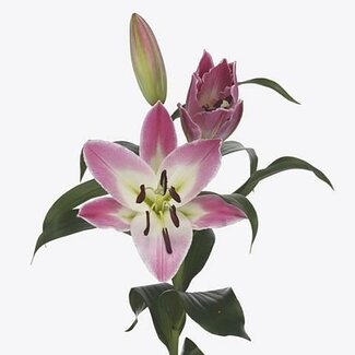 Freshy Lelie Oriental Aqua “Albareto” | Kleur: Roze | Lengte ± 95 centimeter | Per 10 stelen verse bloemen