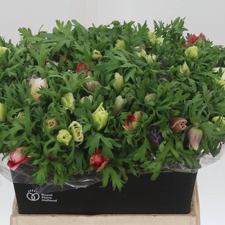Freshy Anemone Coronaria “Marianne Gemengd” | Kleur: Gemengde Kleuren | Lengte ± 42 centimeter | Per 50 verse bloemen