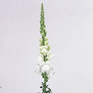 Freshy Antirrhinum Cool White