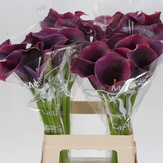 Freshy Zantedeschia Calla “Captain Promise” | Kleur: Rood | Lengte ± 65 centimeter | Per 10 verse bloemen