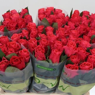 Freshy Grootbloemige Roos “Pink Tacazzi” | Kleur: Roze | Lengte ± 60 centimeter | Per 20 verse bloemen