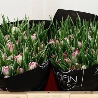 Freshy Dubbelbloemige Tulp “Flash Point” | Kleur: Roze | Lengte ± 36 centimeter | Per 50 verse bloemen