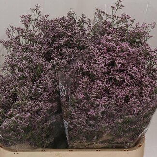 Freshy Limonium Saf Oshi Pink