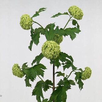 Freshy Viburnum Sneeuwbal | Kleur: Wit | 2 koppen | Lengte ± 45 centimeter | Per 20 stelen verse bloemen