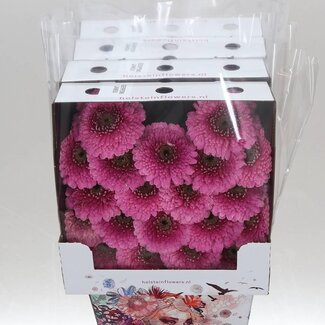 Freshy Gerbera Pomponi Janou Mi Aqua | Kleur: Roze | Lengte ± 50 centimeter | Per 20 verse bloemen