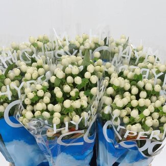 Freshy Hypericum Coco Uno