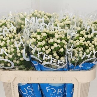 Freshy Hypericum “Coco Uno” | Kleur: Wit | Lengte ± 70 centimeter | Per 20 stelen verse bloemen