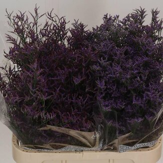 Freshy Limonium Safora “Dark Blue” | Kleur: Blauw | Lengte ± 80 centimeter | Per 25 stelen verse bloemen