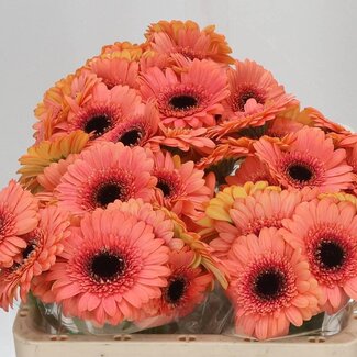 Freshy Germini Aqua “Dusty” | Kleur: Oranje | Lengte ± 50 centimeter | Per 20 verse bloemen